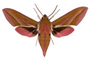 Deilephila elpenor